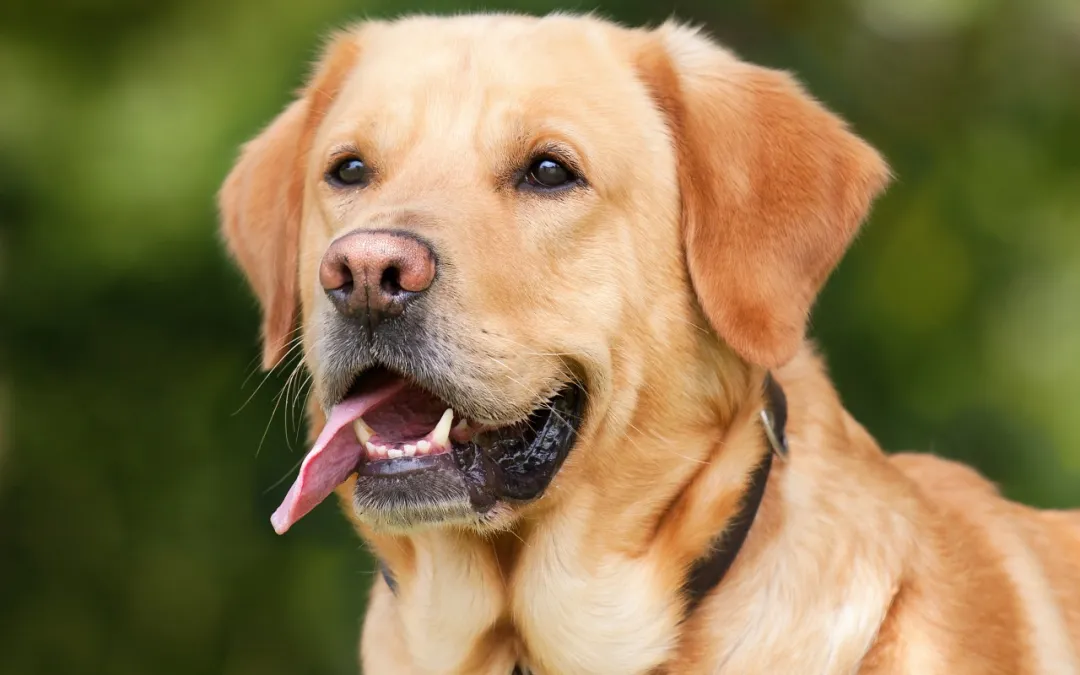 Labrador