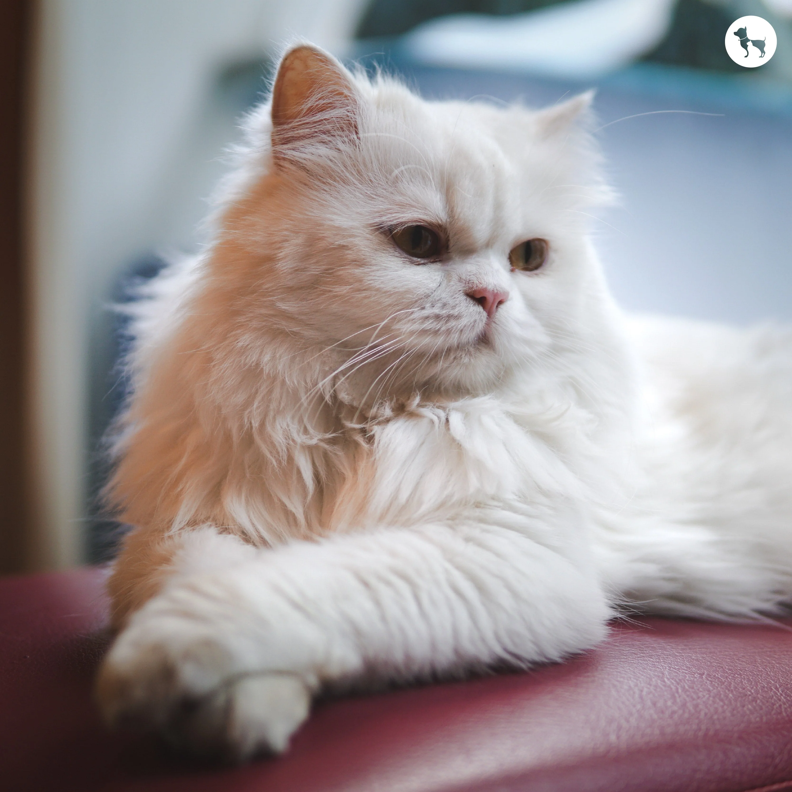 Persian