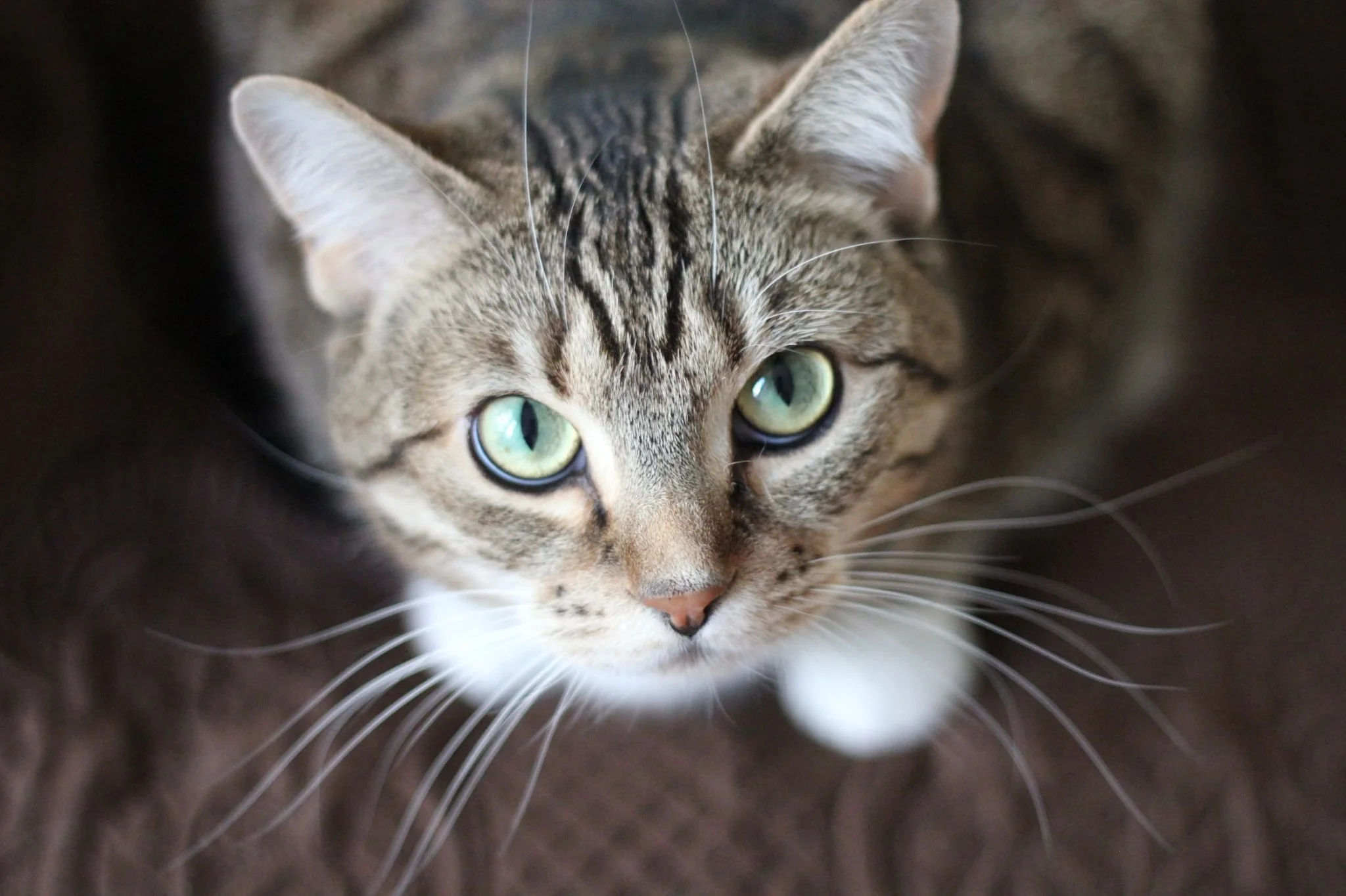 Indie Cat